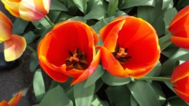 2014-04-17 Holland Tulips 07.jpg